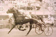Radiant Ruler at the Fox Stake